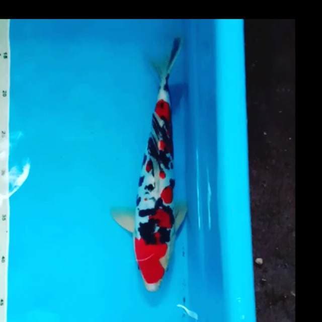 doit sanke 30cm ori