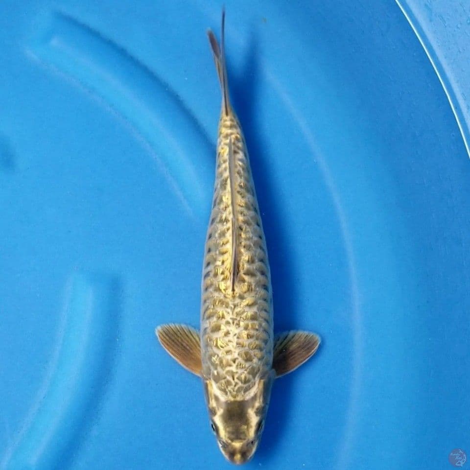 ARAGOKE GINRIN 32 CM MALE