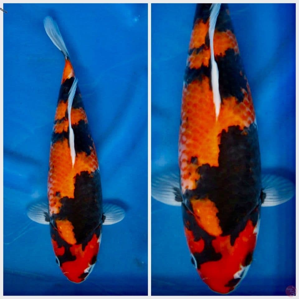 Hi showa F1 33cm