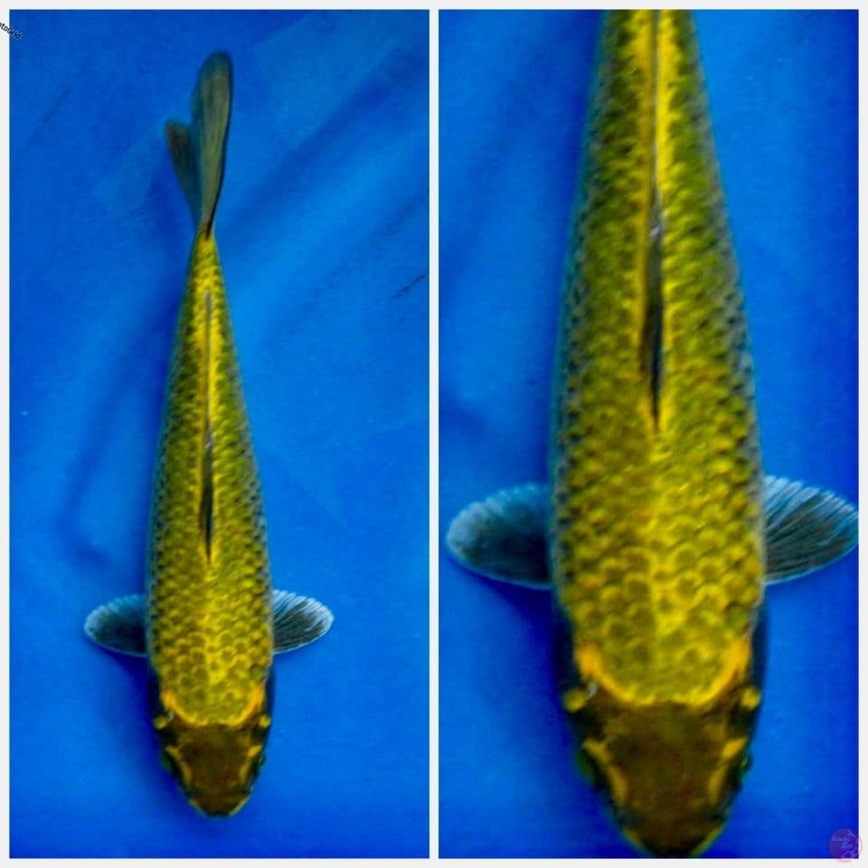 Kawarimono 19cm F1 tidak bocor