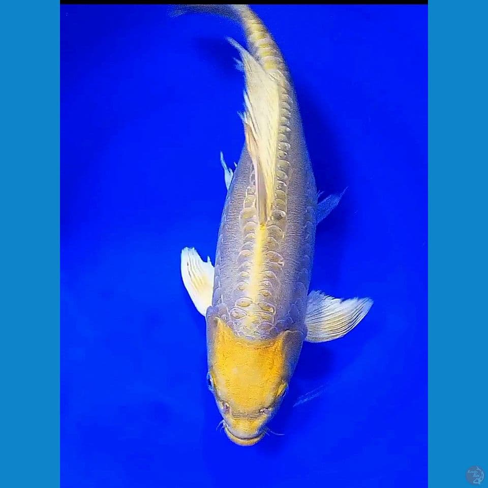 39 cm jumbo munuk doit ogon ginrin
