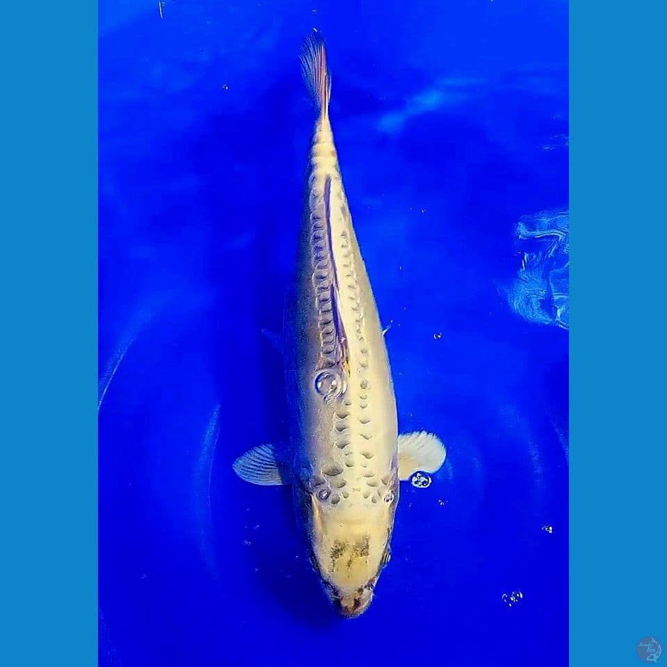 40cm jumbo kin kiko