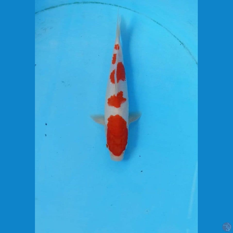 Kohaku 20cm