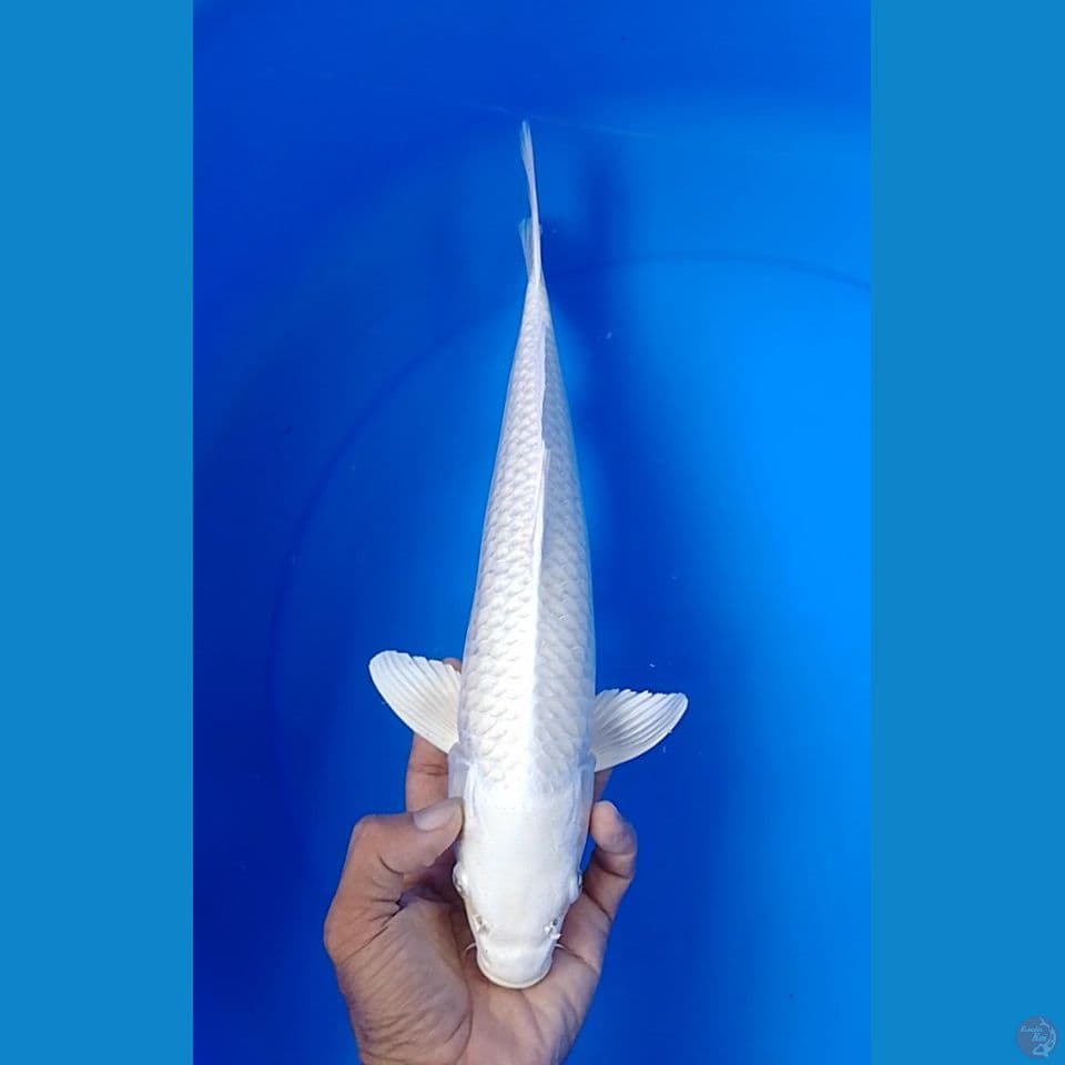 platinum size : 35cm.m