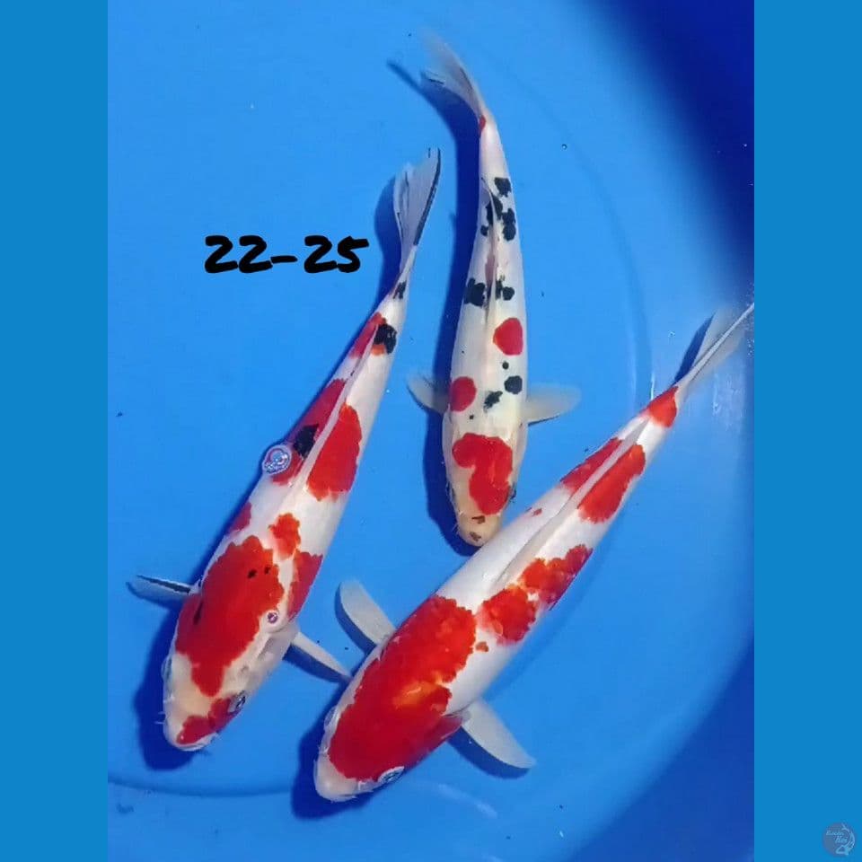 KOHAKU SANKE 22-25 Original