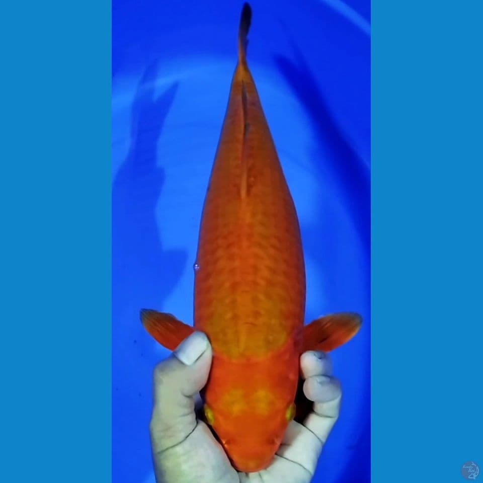 KARAMEL 36