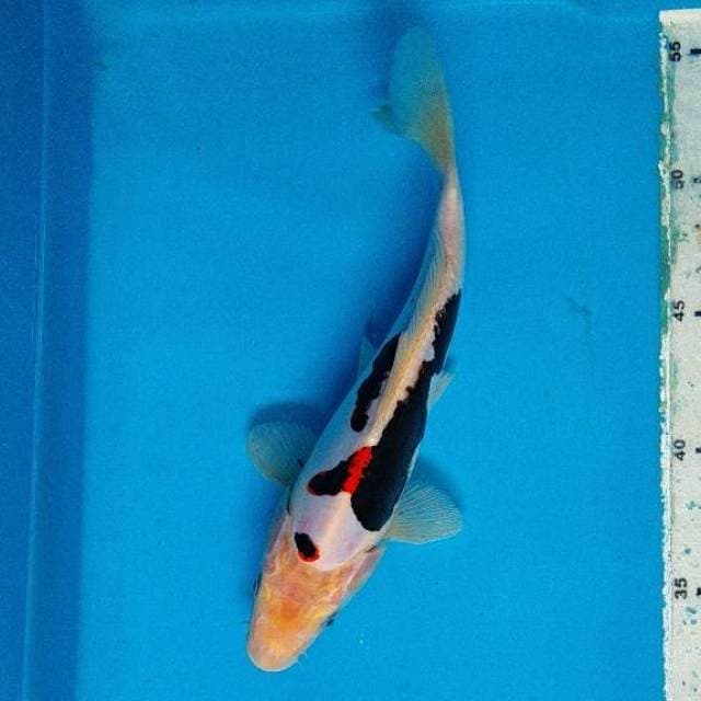 Showa doits 22 cm