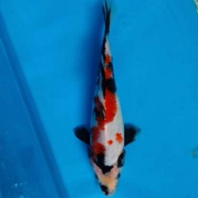 Sanke doitesu 20cm