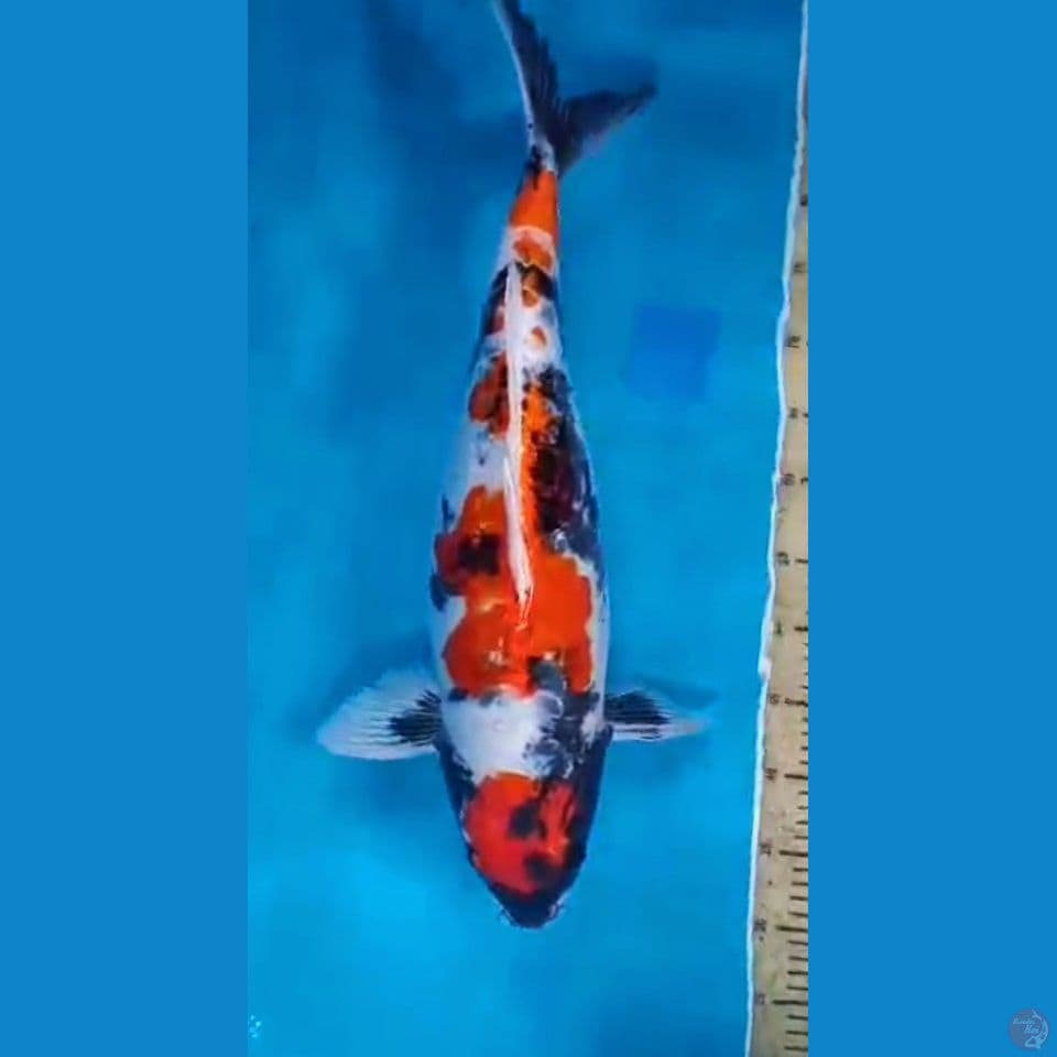 60cm kindaii showa doitsu