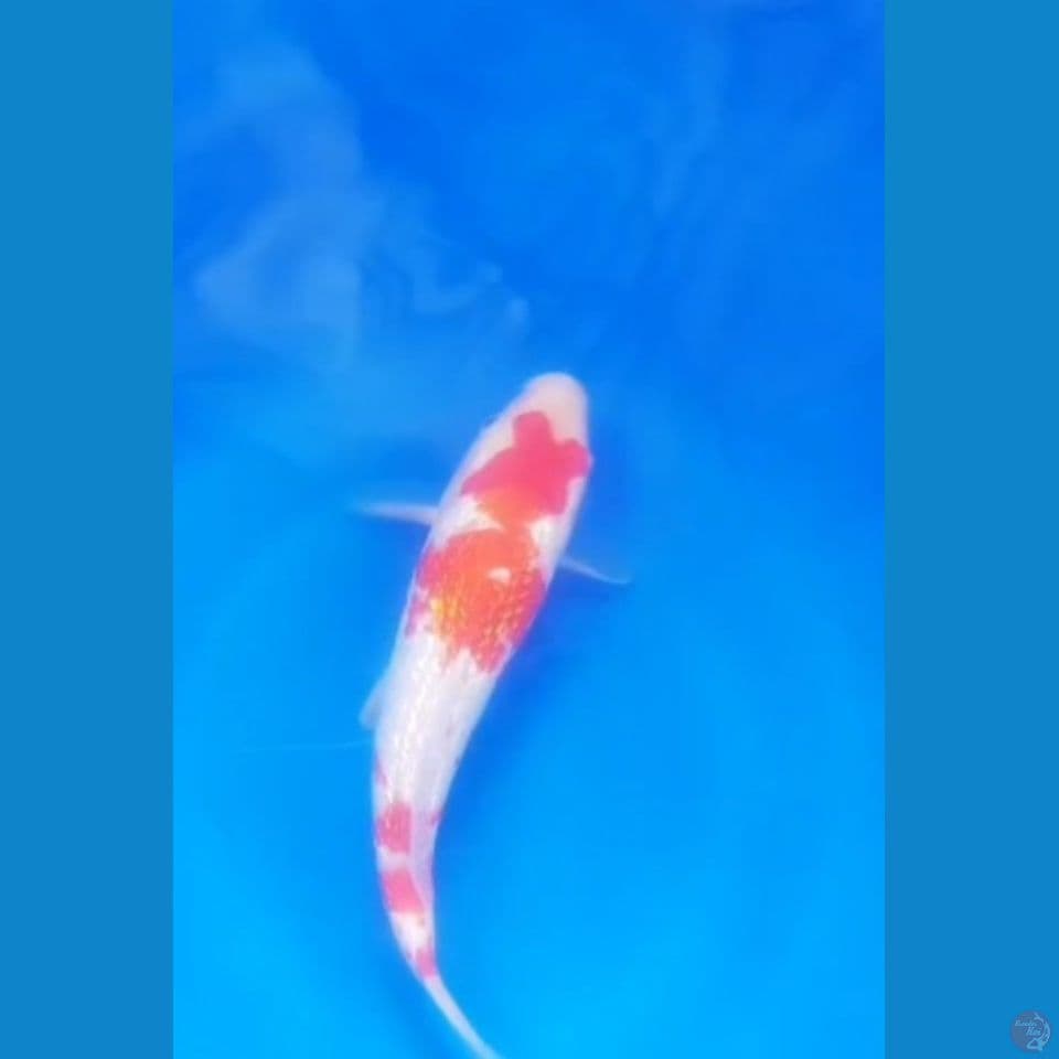 kohaku ginrin maruyama deller majestic 20bu