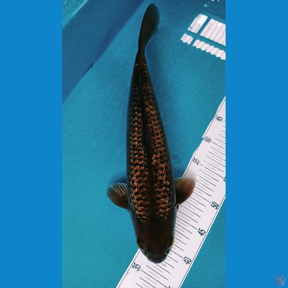 Ginrin Black Diamond Baby face Male 45CM
