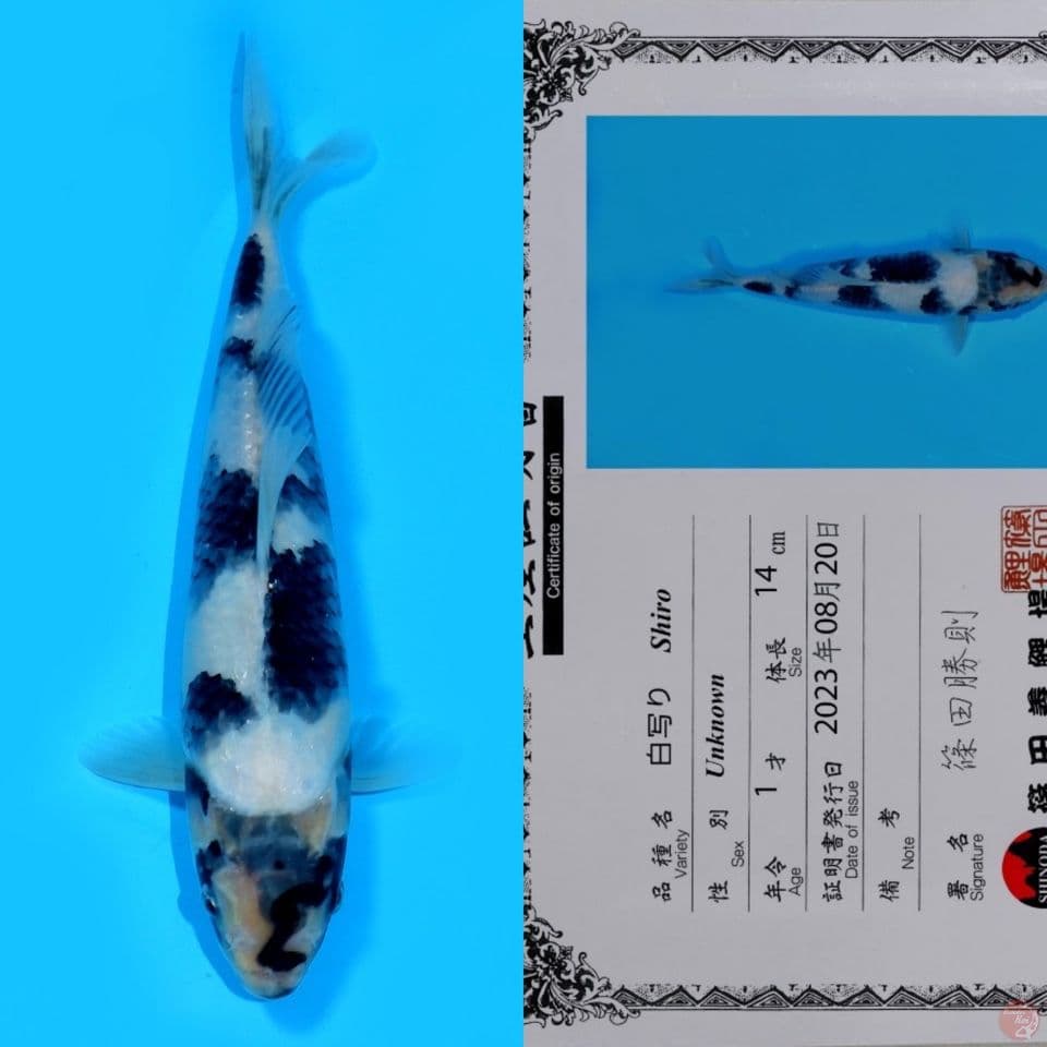 SHINODA SHIRO UTSURI HQ 26CM