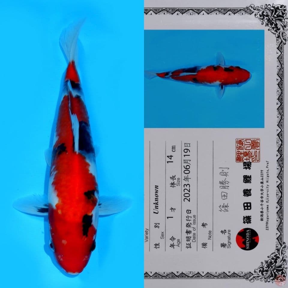 SHINODA SHOWA SANSHOKU HQ 26CM