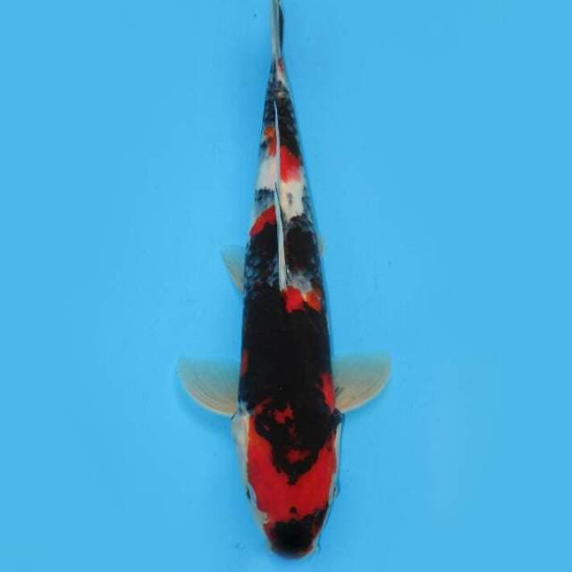 SHOWA SANSHOKU JET BLACK