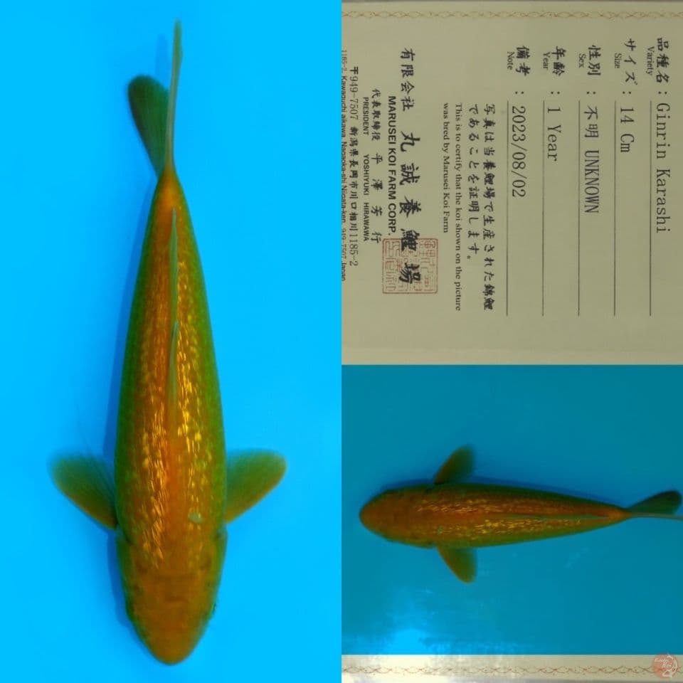 MARUSEI KARASHI GINRIN SQ 25CM