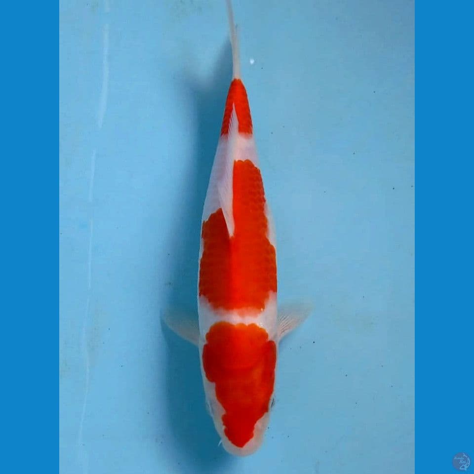kohaku, 23 cm