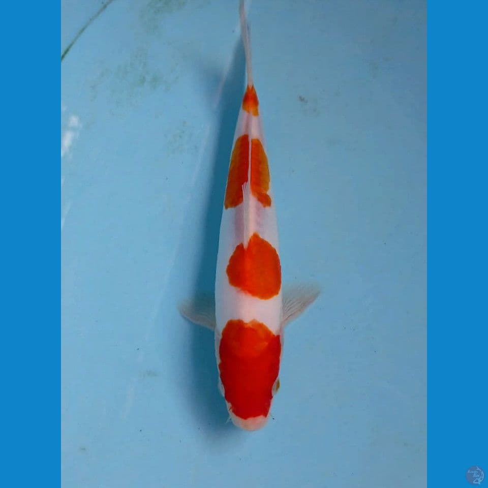 kohaku doit, 19 cm