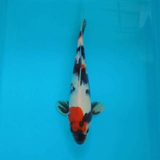 Showa kindai 27 cm
