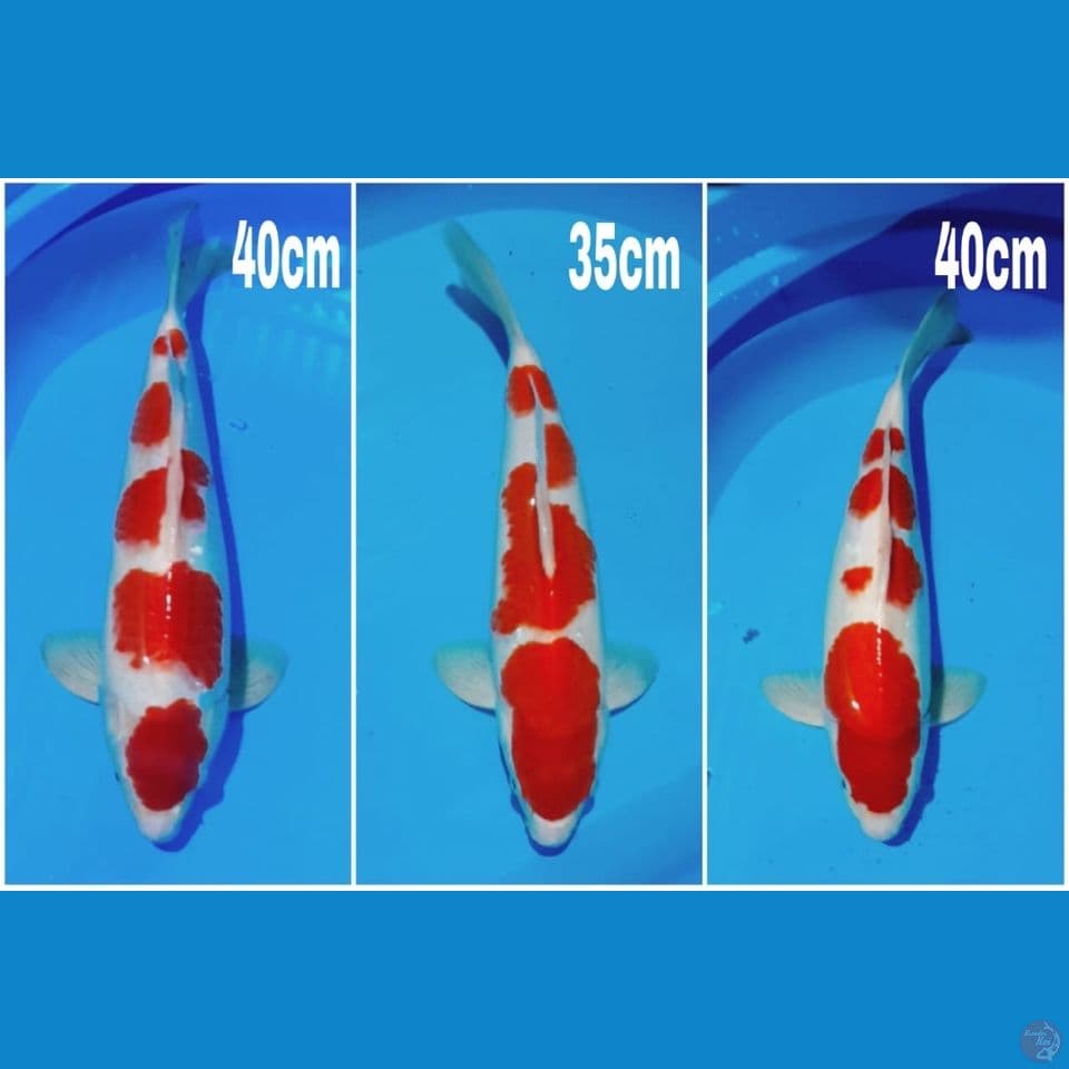 All male 35 40cm