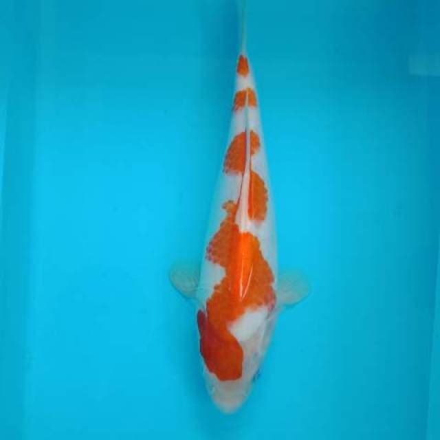 Kohaku inazuma 31 cm