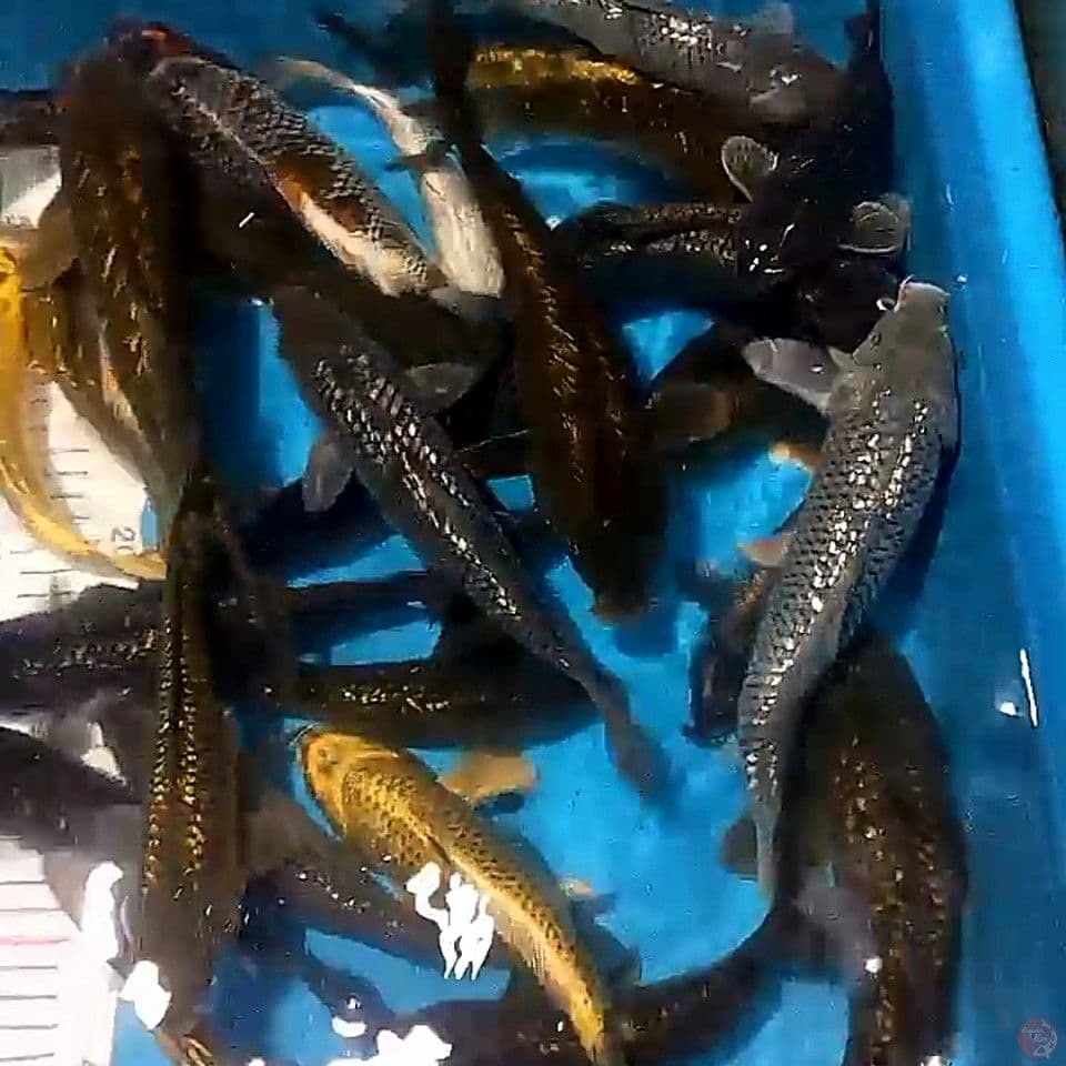 30 ek mix ginrin 17-25cm rata 20 up