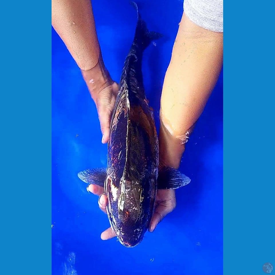 52cm jumbo indukan benikumon. warna posisi pas ngedrop