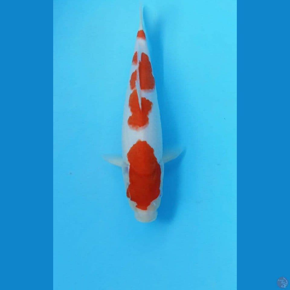 Kohaku 26cm