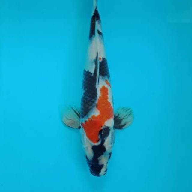 Showa kindai 26 cm