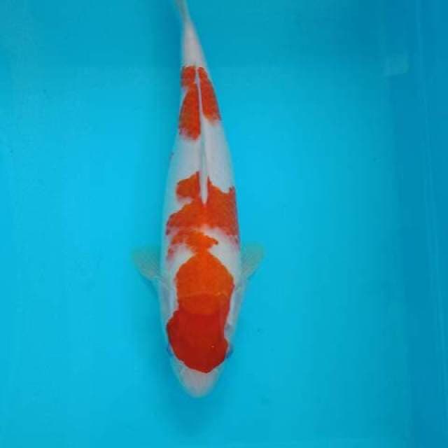 Kohaku 32 cm