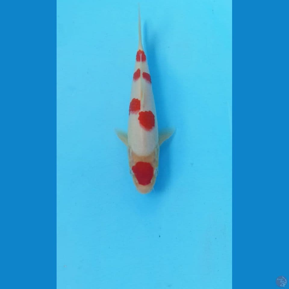 Kohaku 17cm
