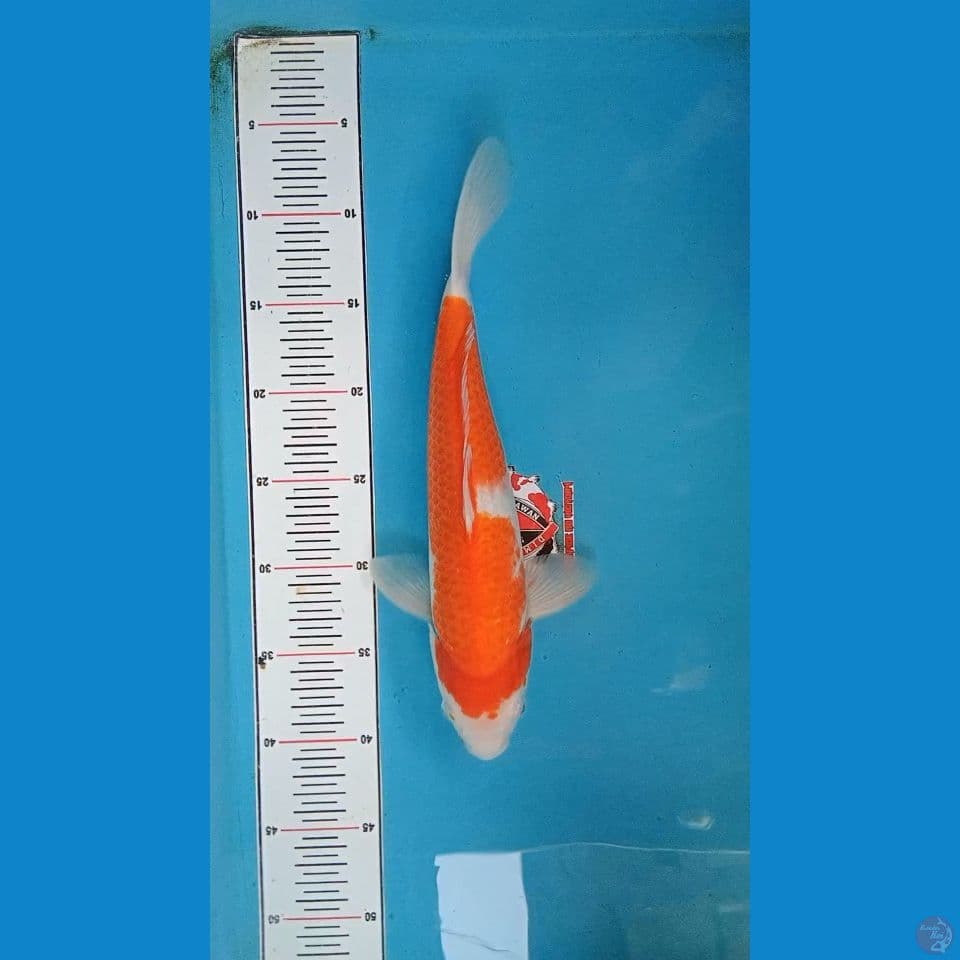 Kohaku 33 cm