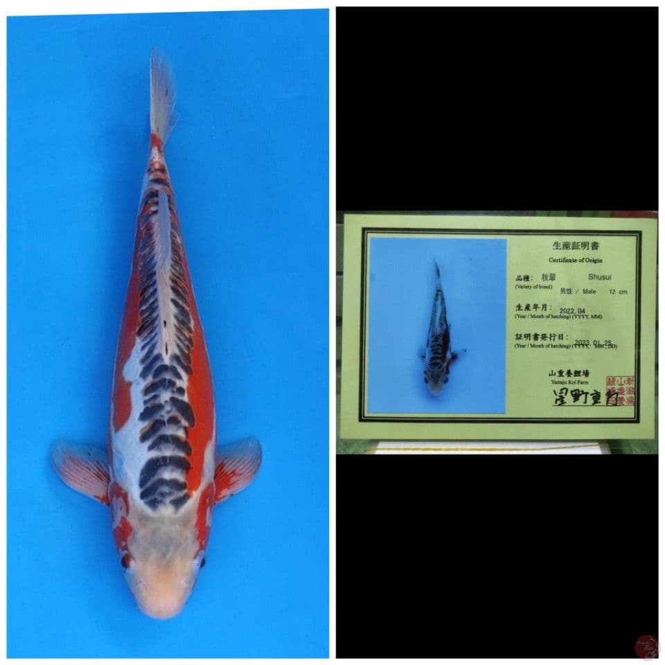 Yamaju Shusui