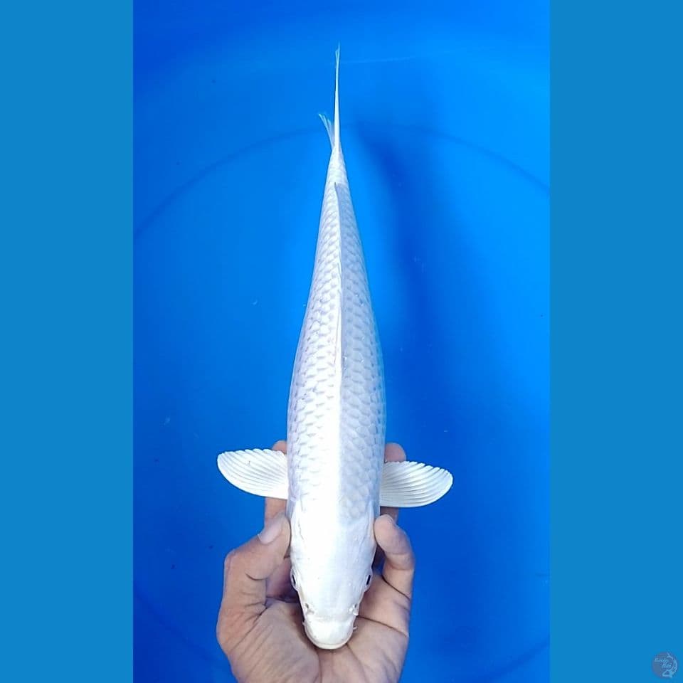 platinum size : 34cm