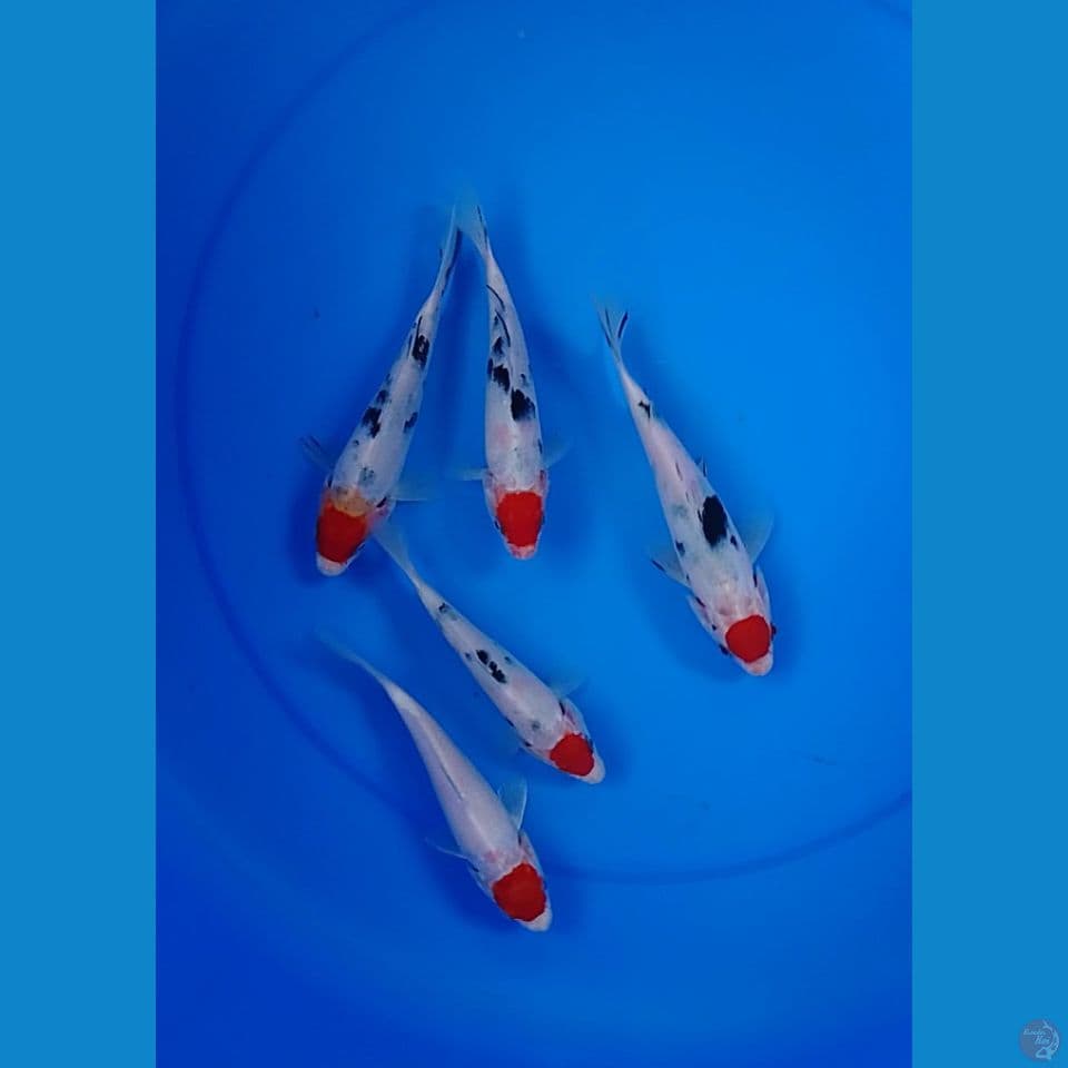 tc sanke size : 15 18cm