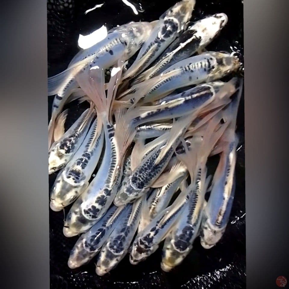 KUMPAY SLEYER 15/18CM 20Ekor