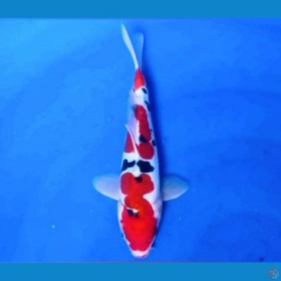 sanke doit ori 20 cm