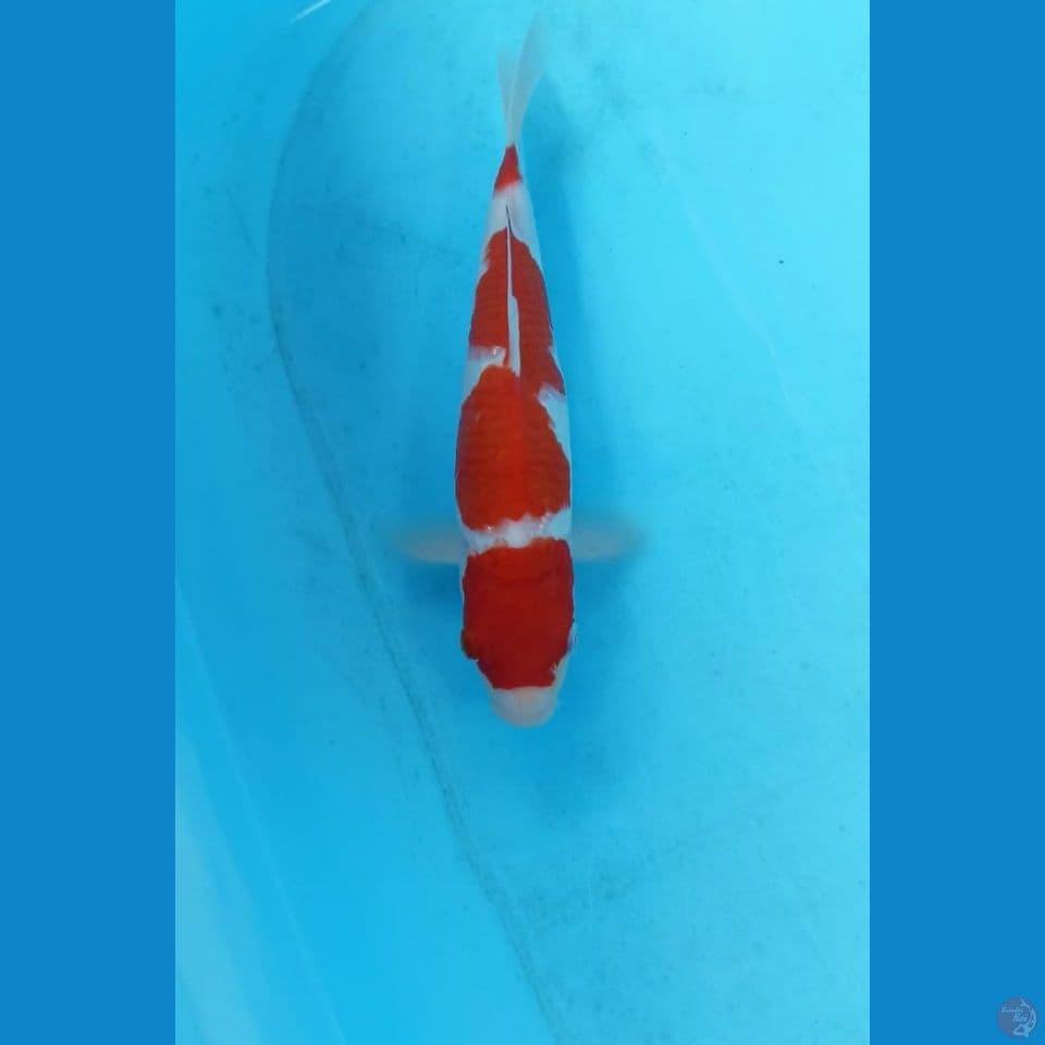 Kohaku 27cm