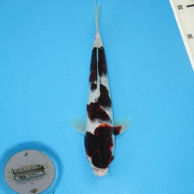 BUDO GOROMO