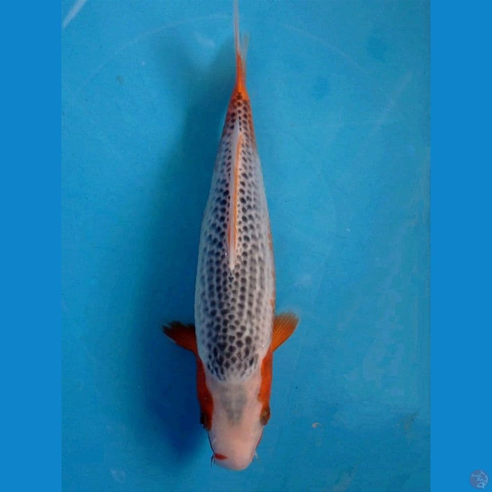 asagi, 27 cm