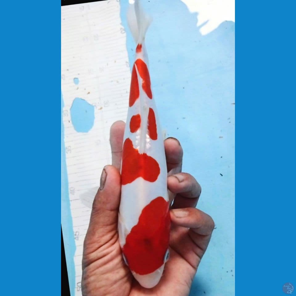 doit ori 26 cm