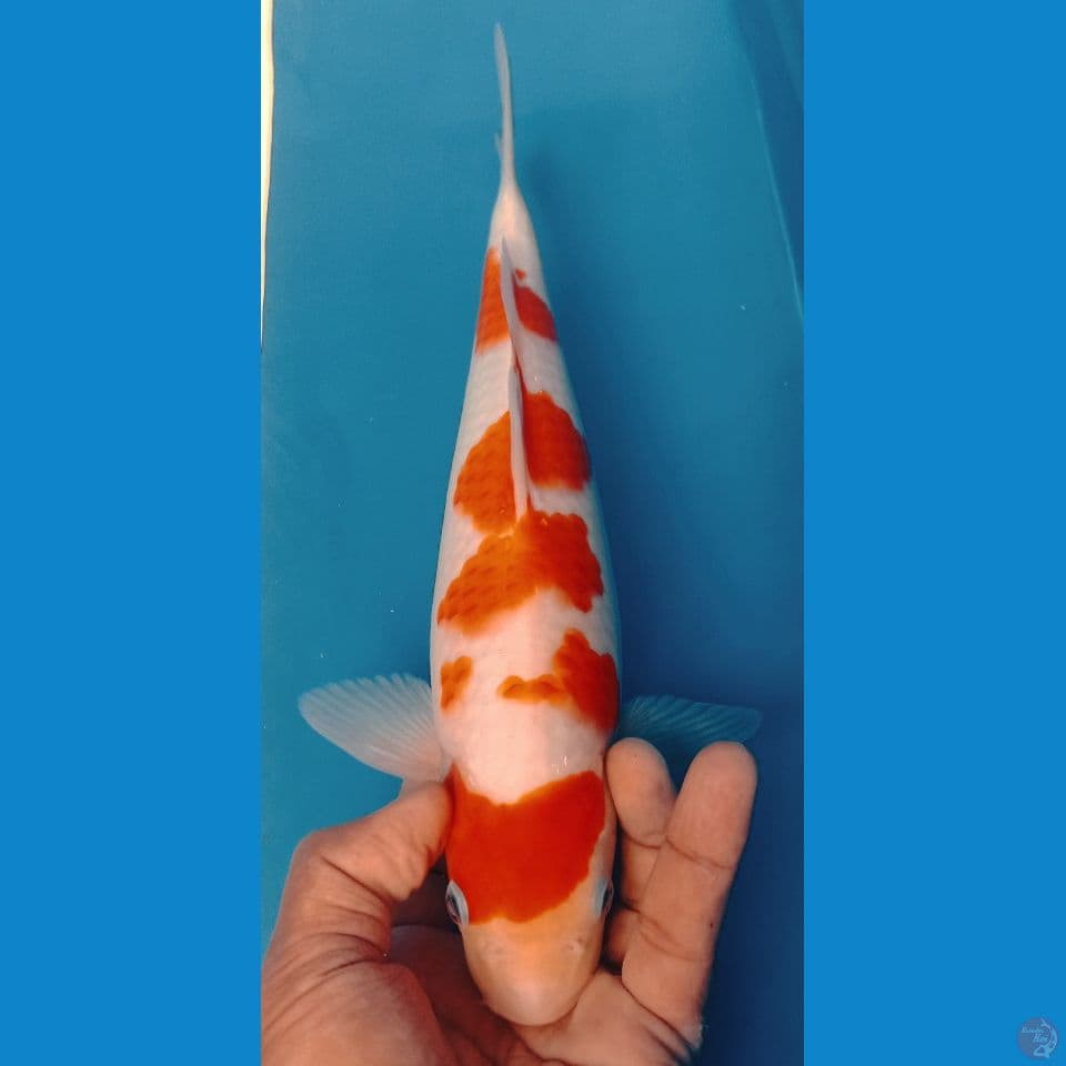 kohaku 32
