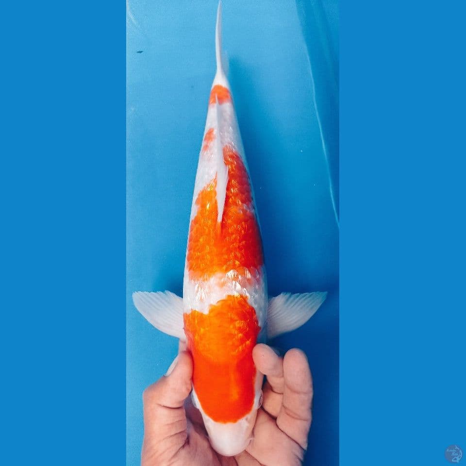 kohaku 37