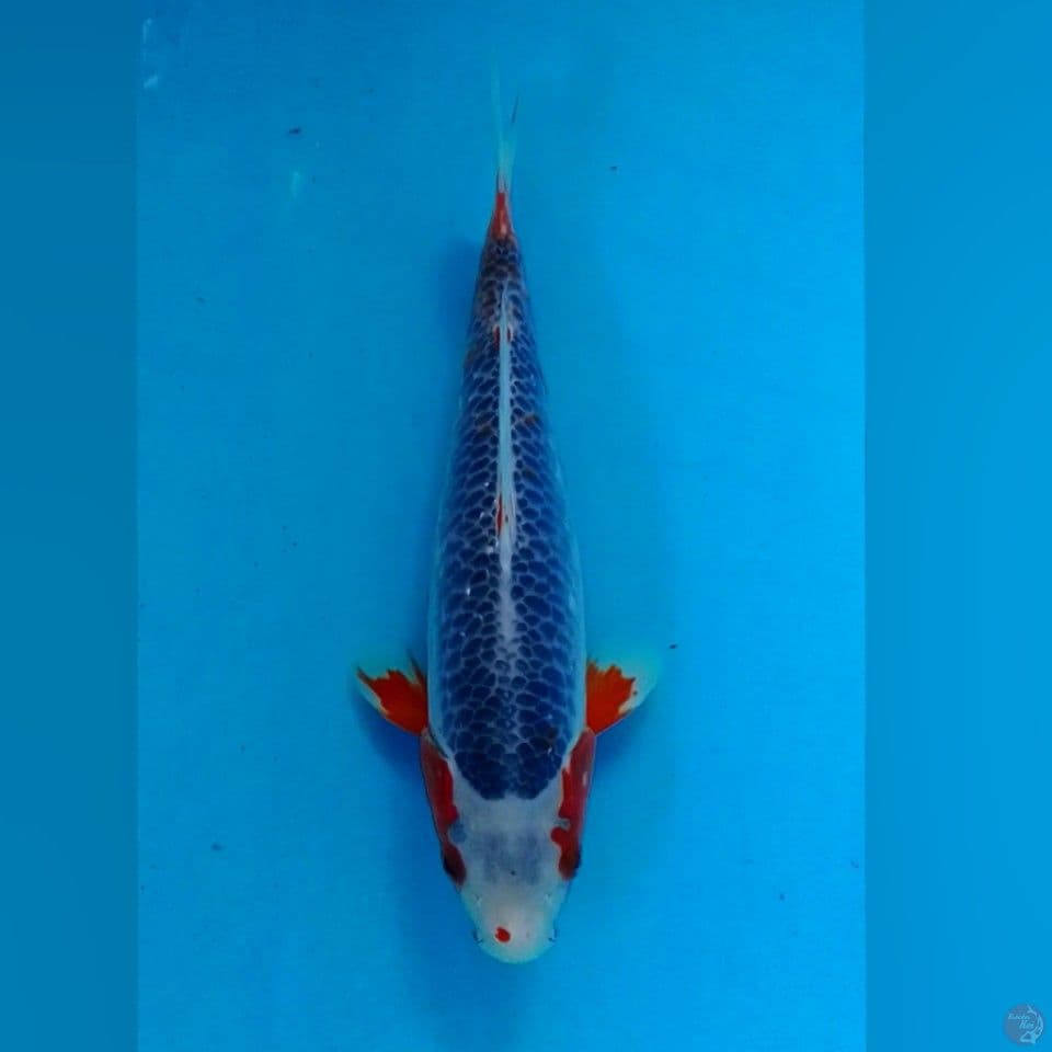 ASAHGI 27CM