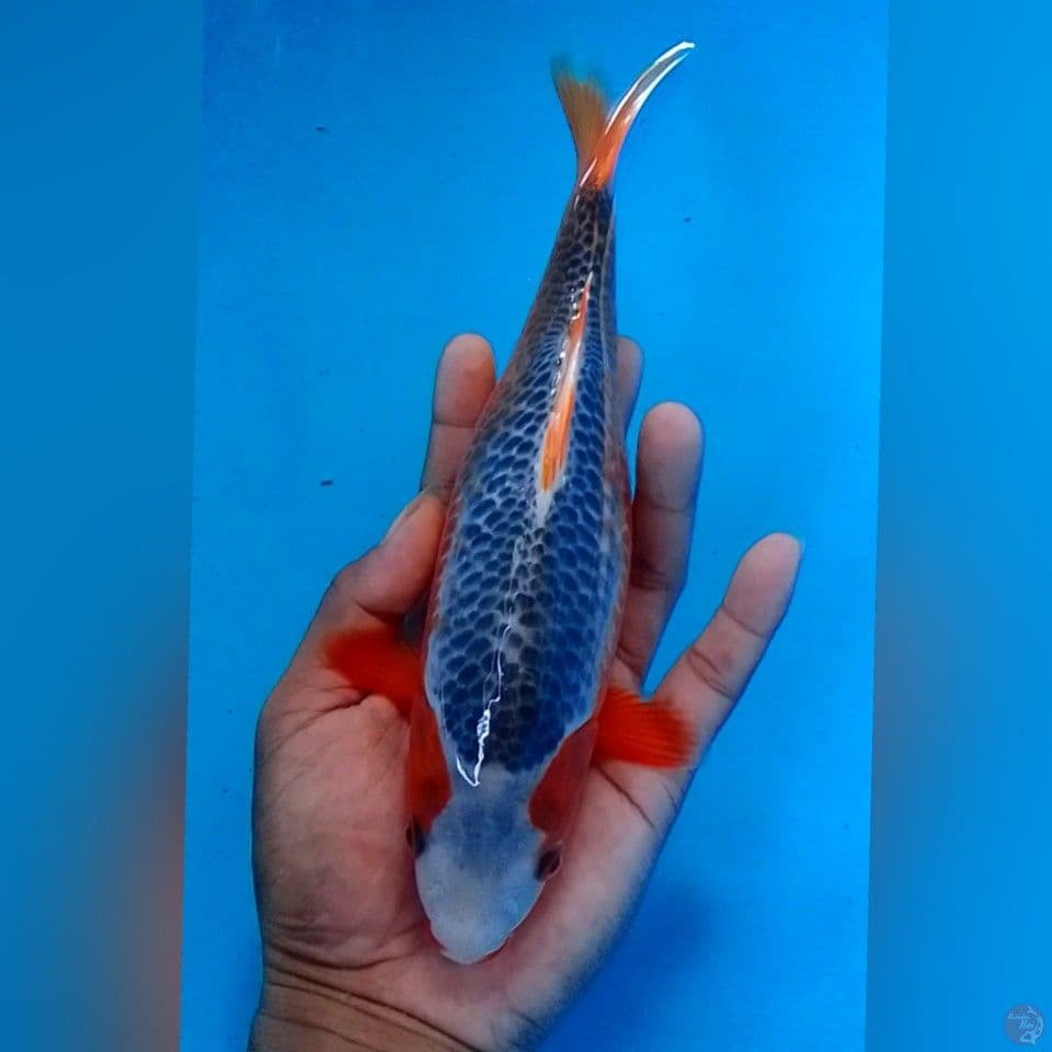 ASAHGI 25Bu