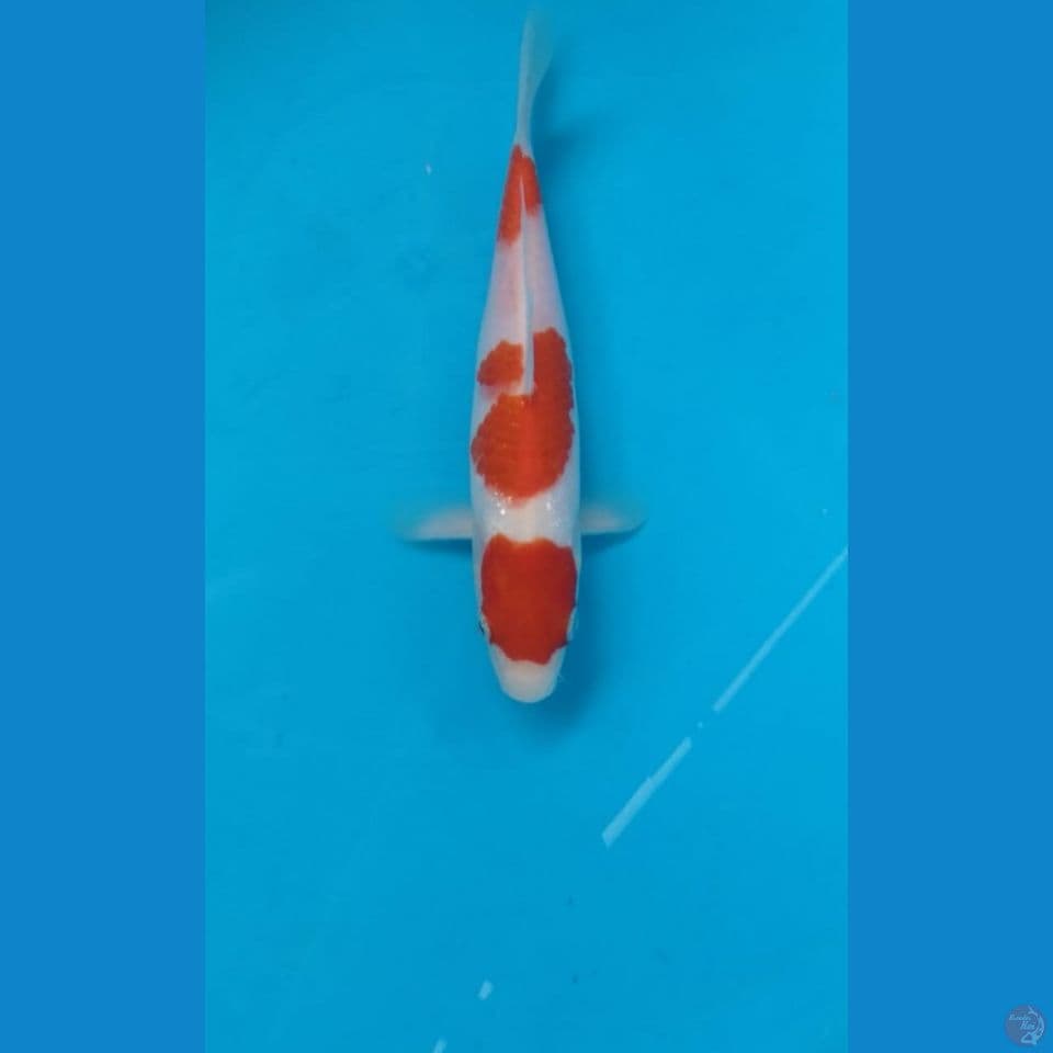 kohaku 20cm