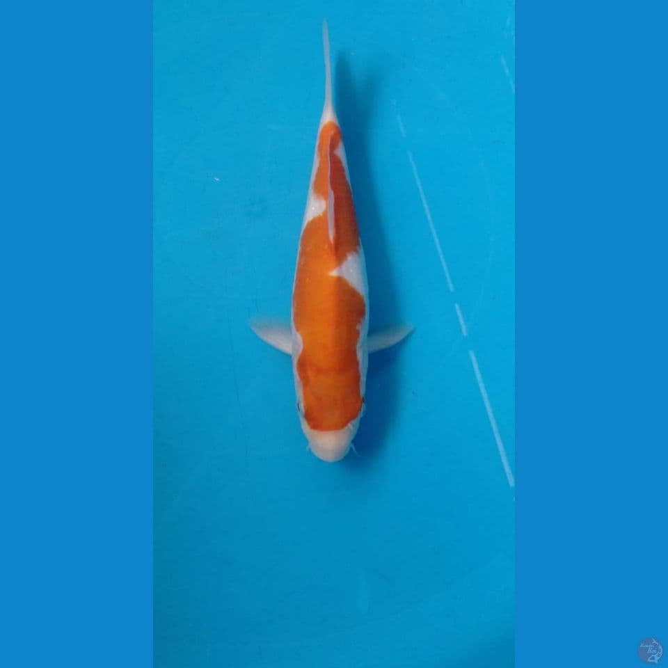 kohaku inazuma 25cm