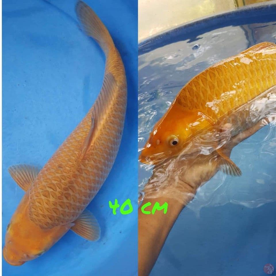 caramel jumbo 40cm f