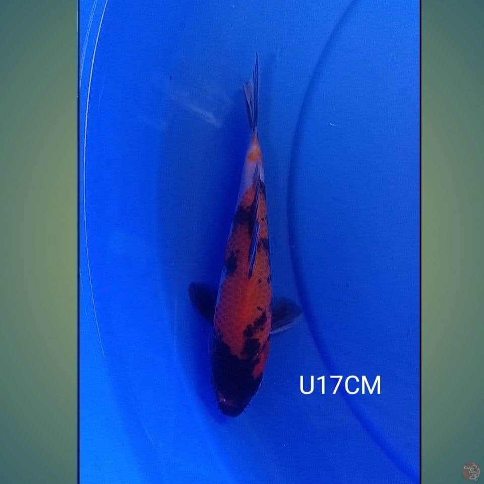 DOITSU SHOWA 17CM