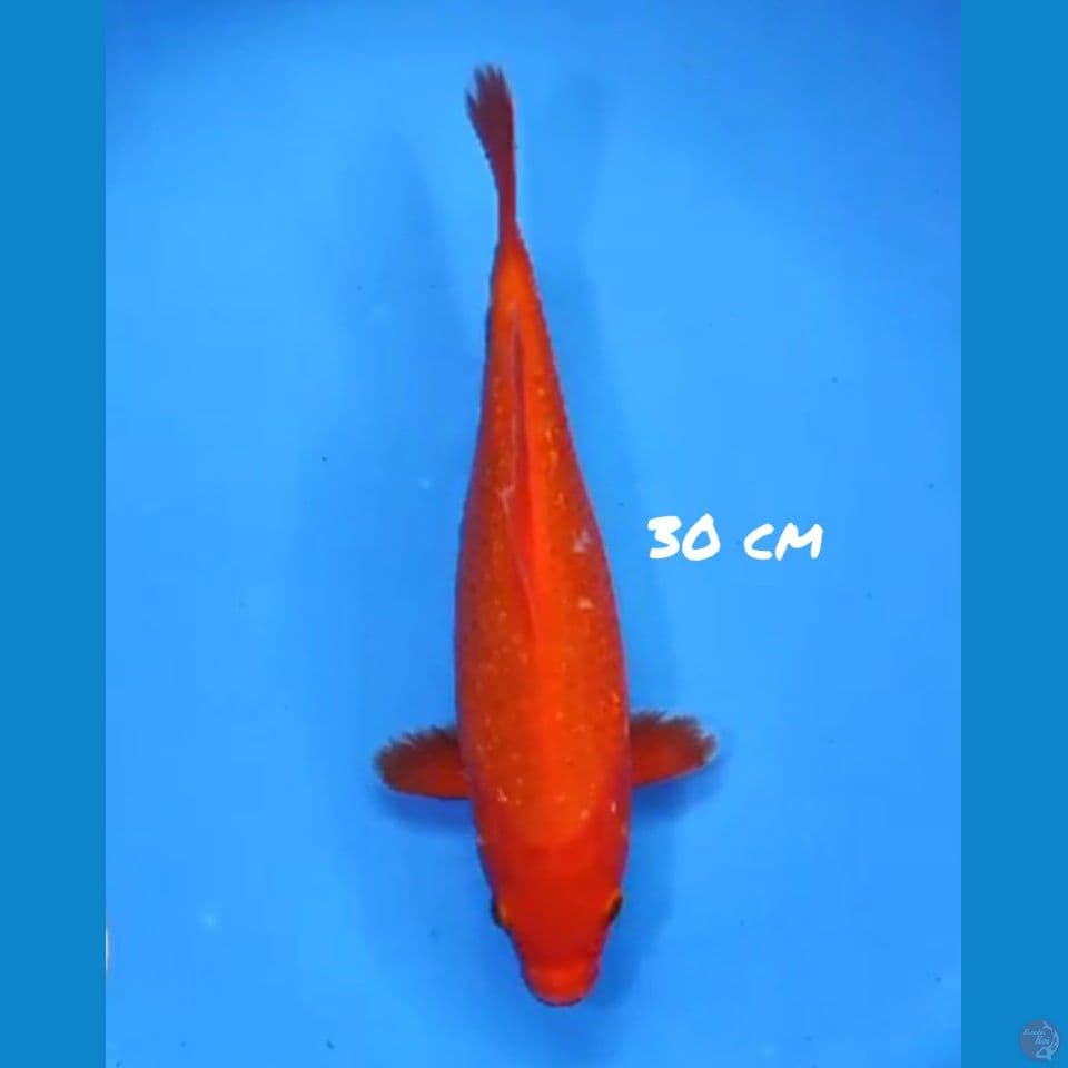 30cm BENIGOI STRONG