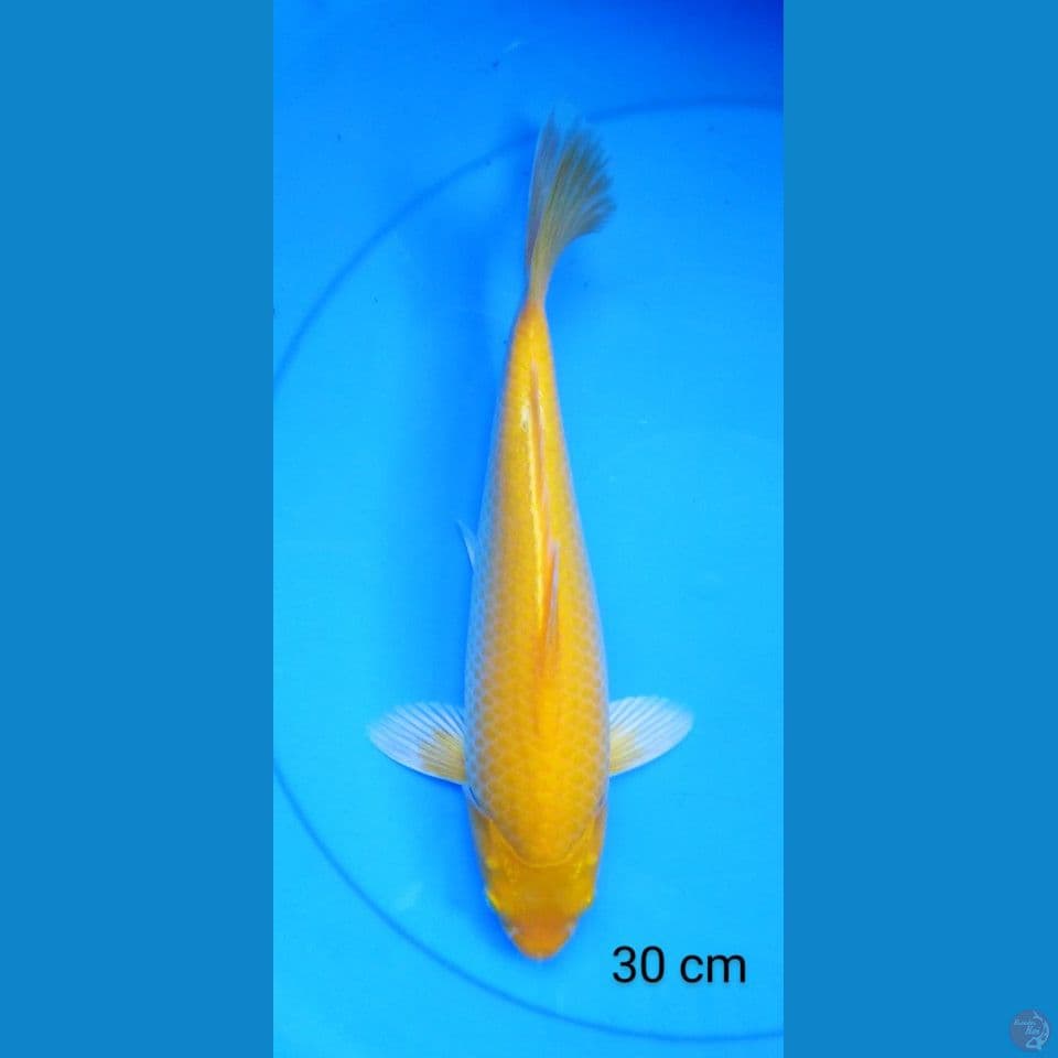yamabuki 30 cm